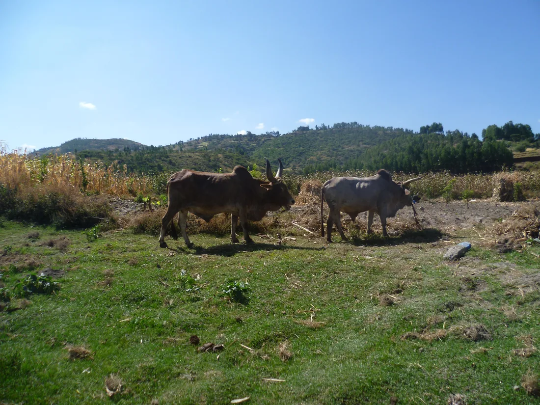 Cattle feed — representative product image