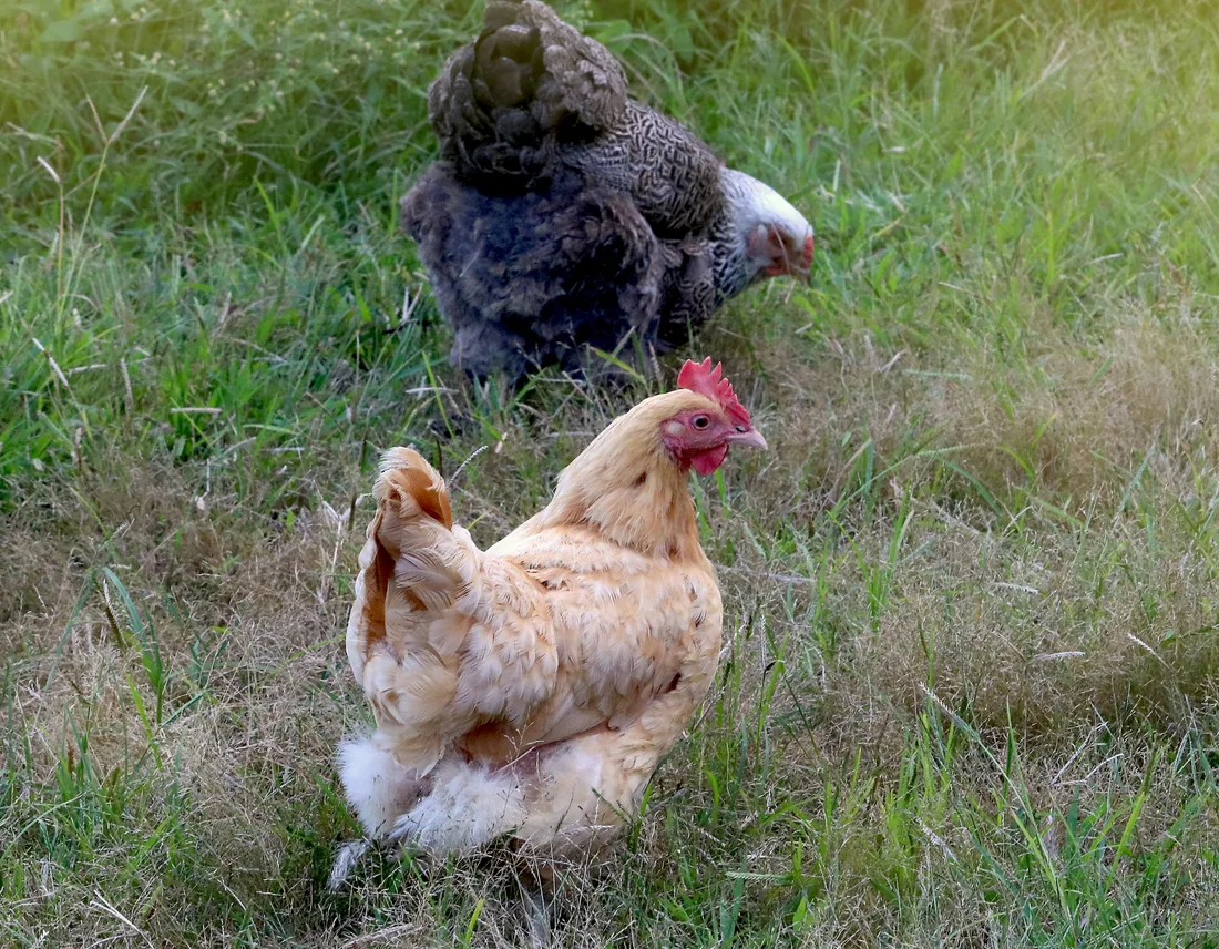 Poultry feed — representative product image